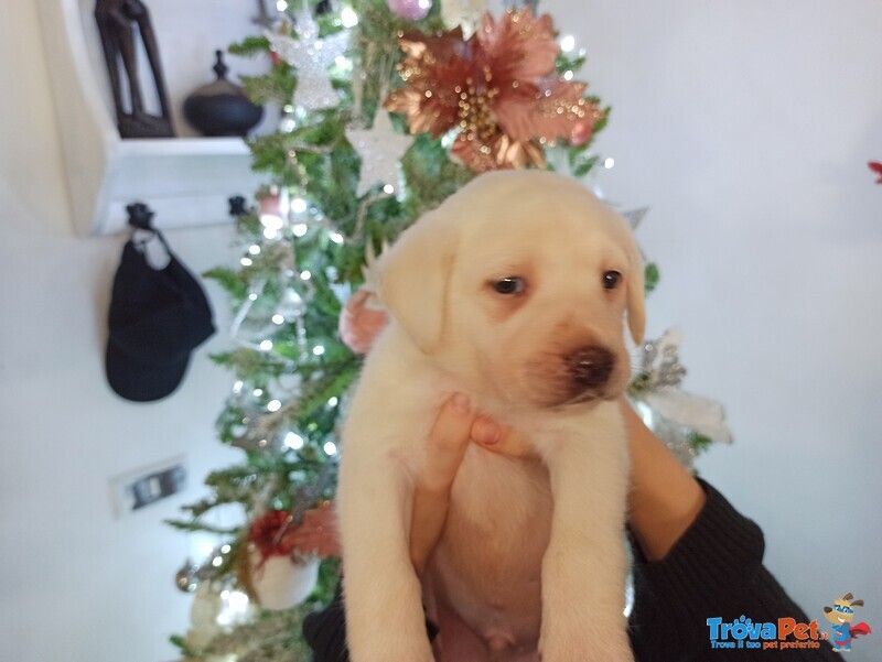 Cuccioli di Labrador Puro - Foto n. 2