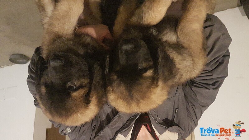 Cuccioli di Leonberger - Foto n. 2