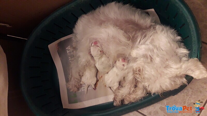 Cuccioli Schnauzer nano Bianco - Foto n. 1