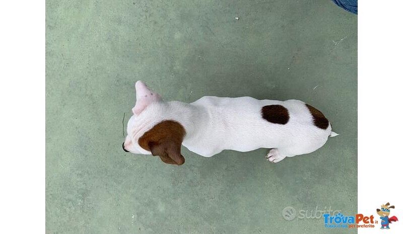 2 Cuccioli Femmina di jack Russel - Foto n. 3