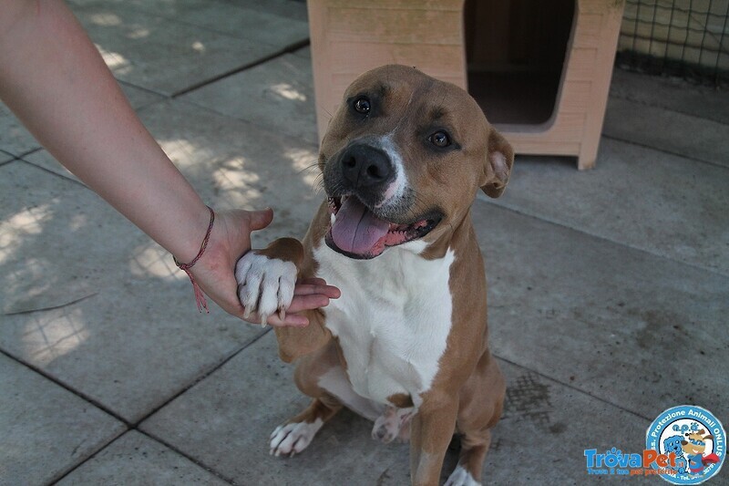 Aldo, Amstaff di 2 Anni, Buono un pò Irruento... - Foto n. 2