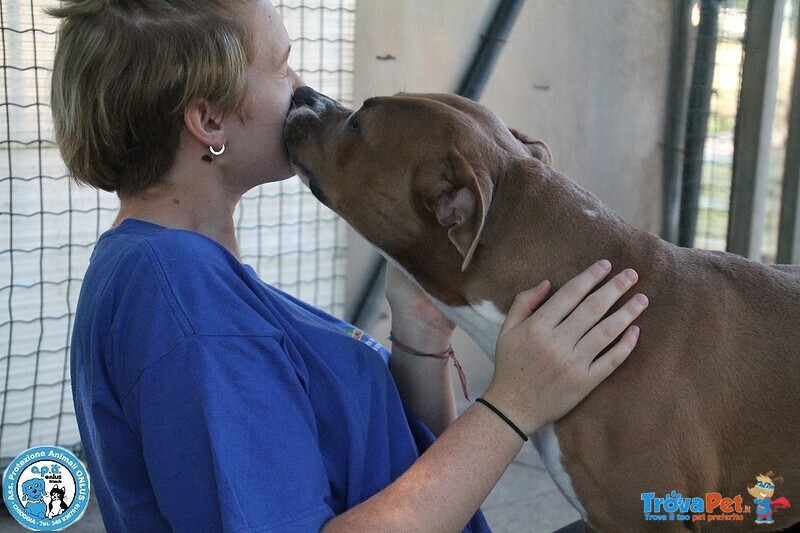 Aldo, Amstaff di 2 Anni, Buono un pò Irruento... - Foto n. 3