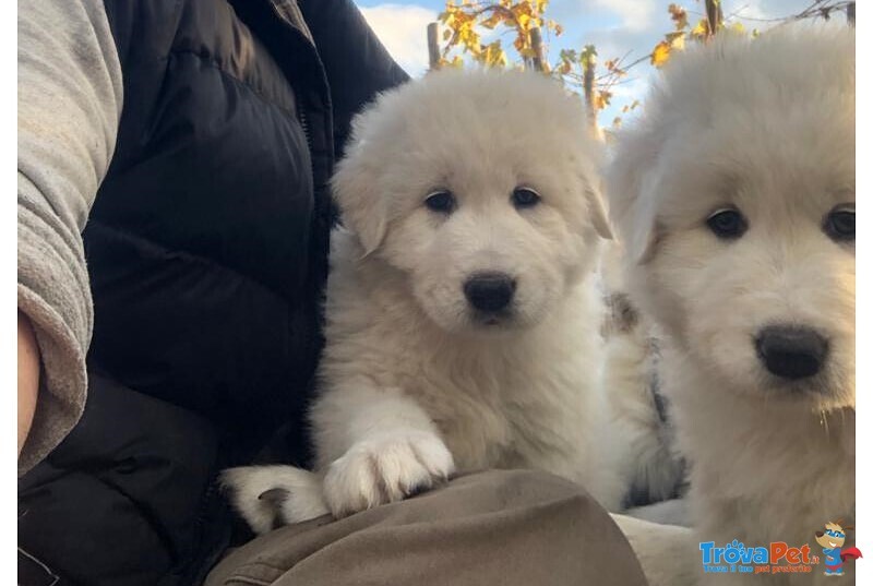 Cuccioli di Pastore Maremmano Abbruzzese - Foto n. 2