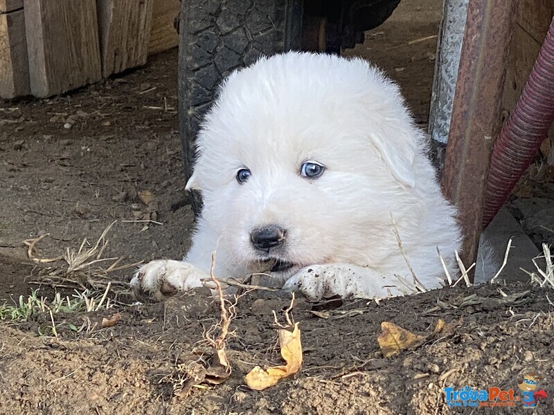 Cuccioli di Pastore Maremmano Abbruzzese - Foto n. 3