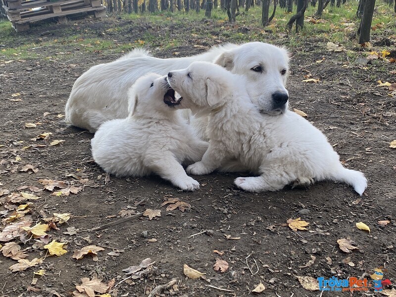 Cuccioli di Pastore Maremmano Abbruzzese - Foto n. 5