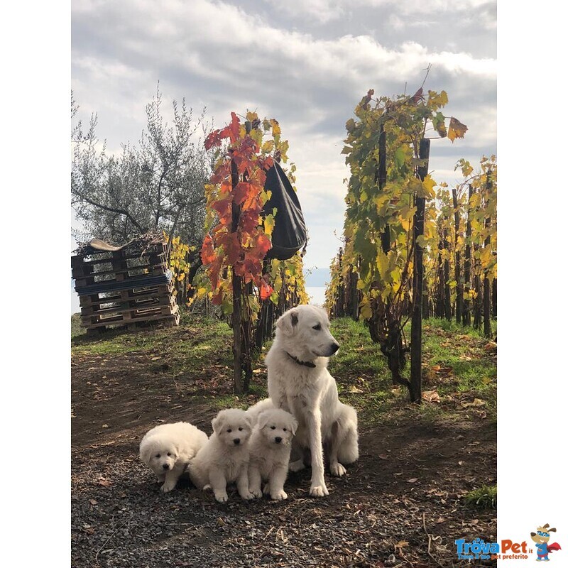 Cuccioli di Pastore Maremmano Abbruzzese - Foto n. 6