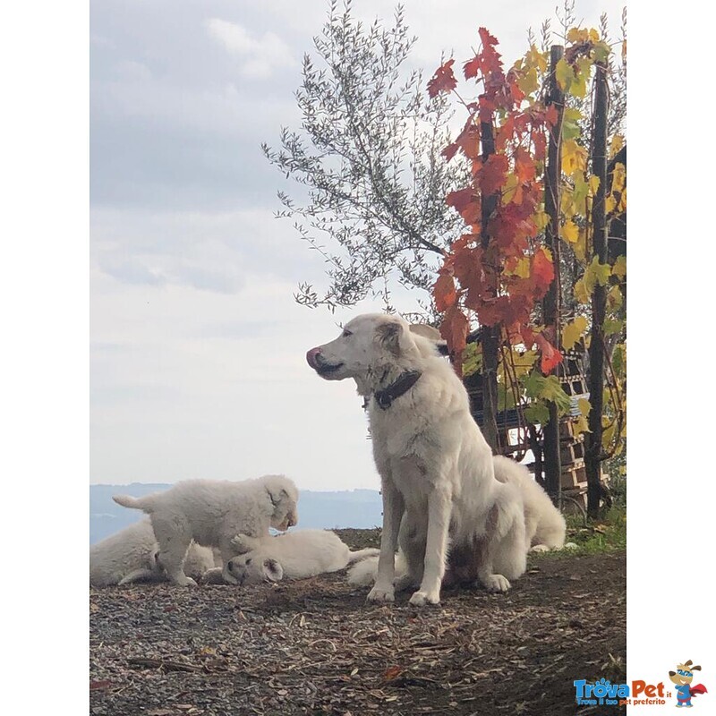 Cuccioli di Pastore Maremmano Abbruzzese - Foto n. 7