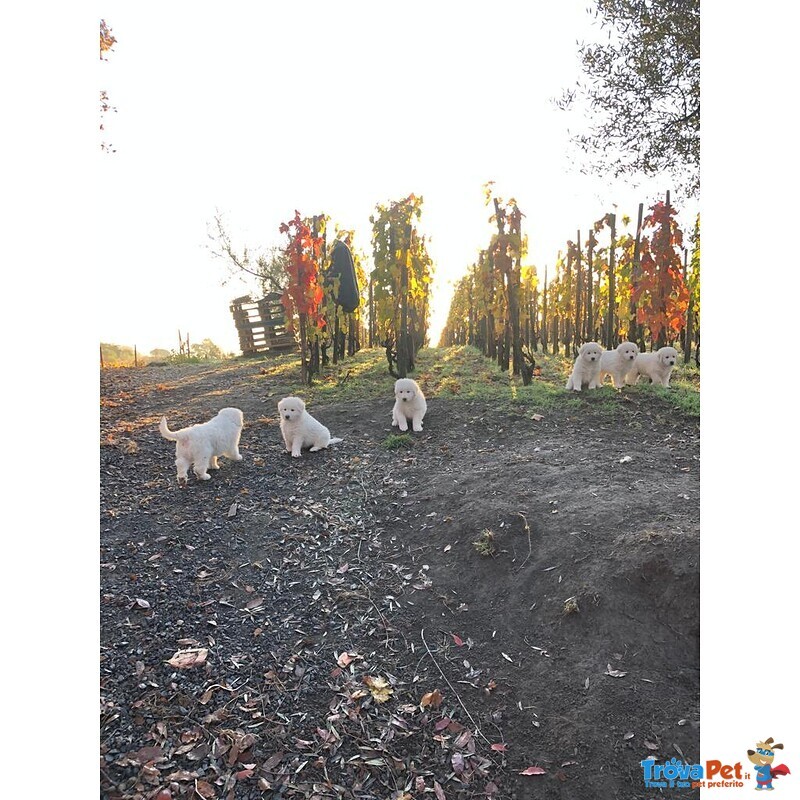 Cuccioli di Pastore Maremmano Abbruzzese - Foto n. 8