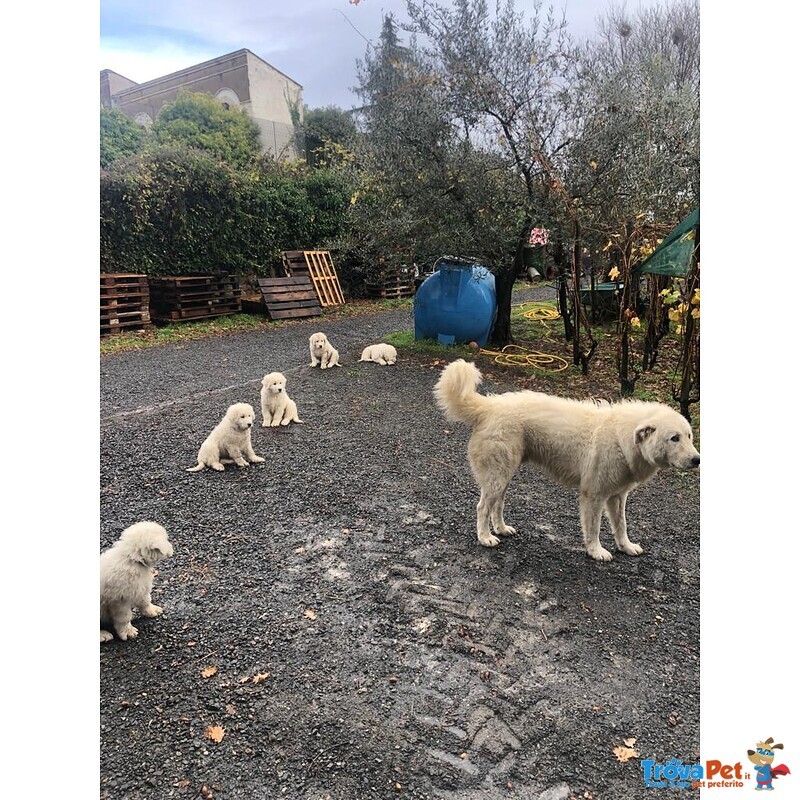 Cuccioli di Pastore Maremmano Abbruzzese - Foto n. 9