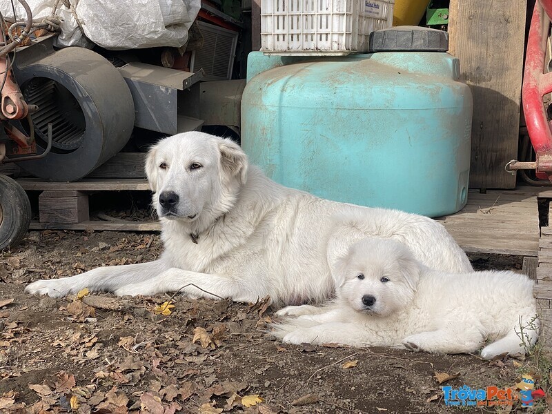 Cuccioli di Pastore Maremmano Abbruzzese - Foto n. 10