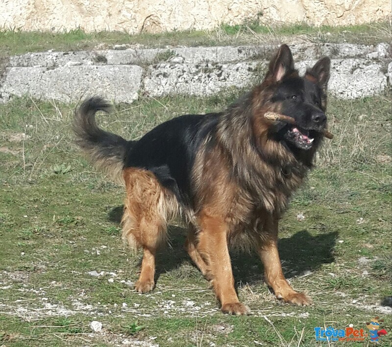 Cucciole Pastore Tedesco pelo Lungo e Corto - Foto n. 1