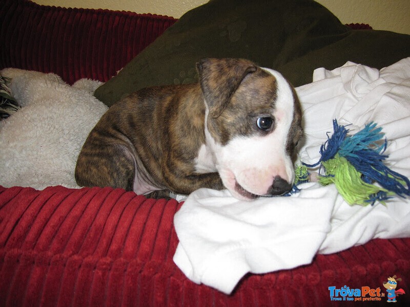 Meravigliosa Cucciolata di Pitbull Terrier - Foto n. 2