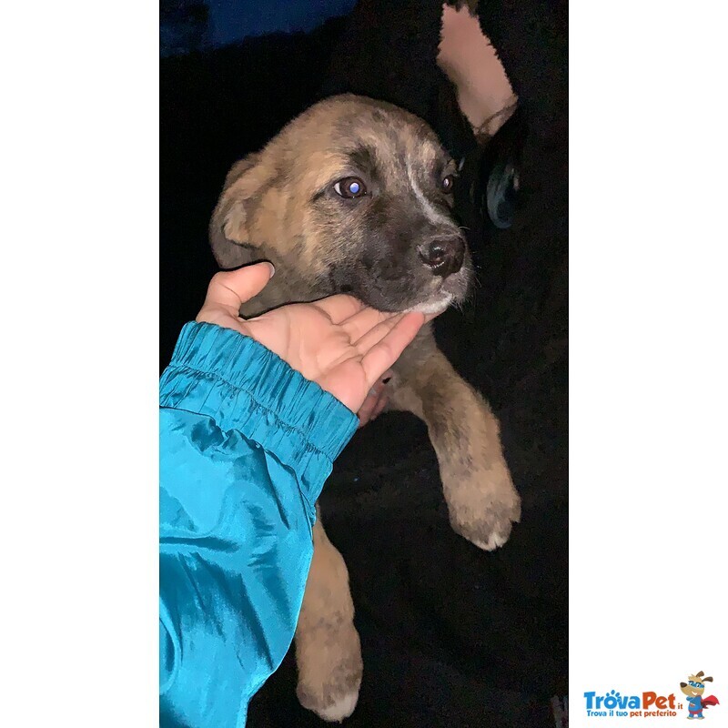 Cuccioli Incrocio san Bernardo X cane lupo Cecoslovacco - Foto n. 3