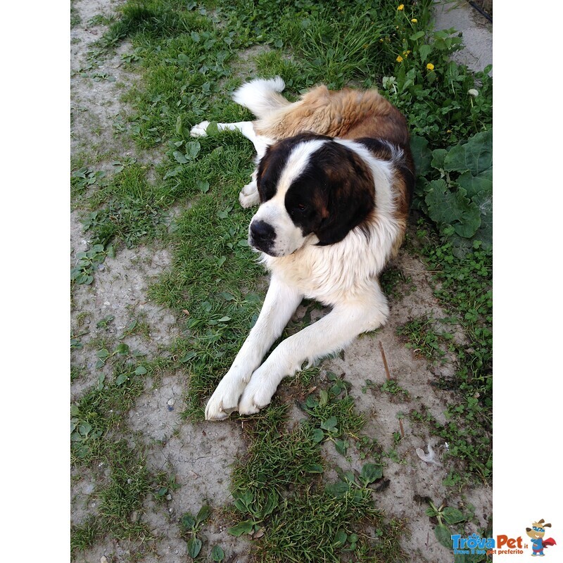 Cuccioli Incrocio san Bernardo X cane lupo Cecoslovacco - Foto n. 4