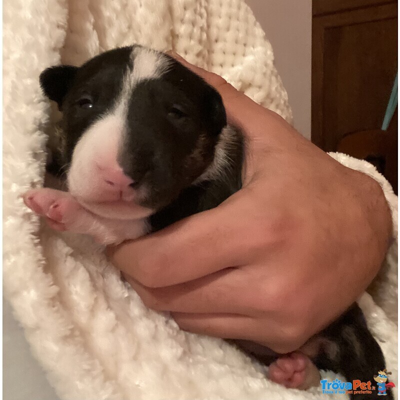 Cuccioli bull Terrier Standard - Foto n. 1