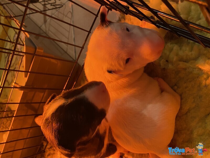 Cuccioli bull Terrier Standard - Foto n. 2