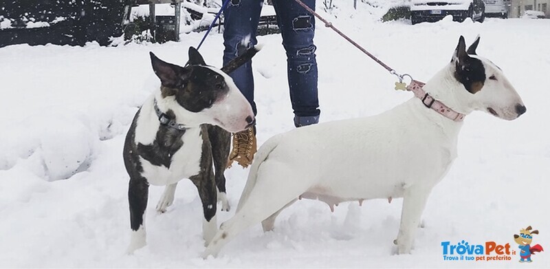 Cuccioli bull Terrier Standard - Foto n. 7