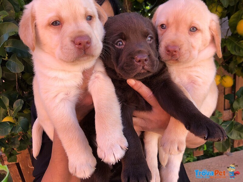 Cuccioli di Labrador Retriver con Pedigree - Foto n. 4