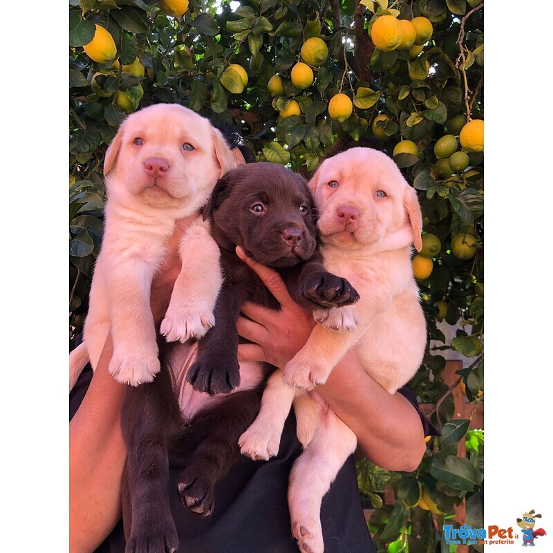 Cuccioli di Labrador Retriver con Pedigree - Foto n. 5