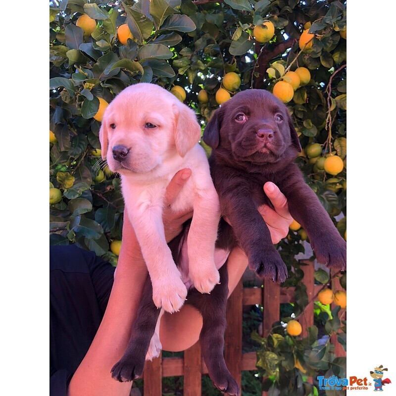 Cuccioli di Labrador Retriver con Pedigree - Foto n. 6