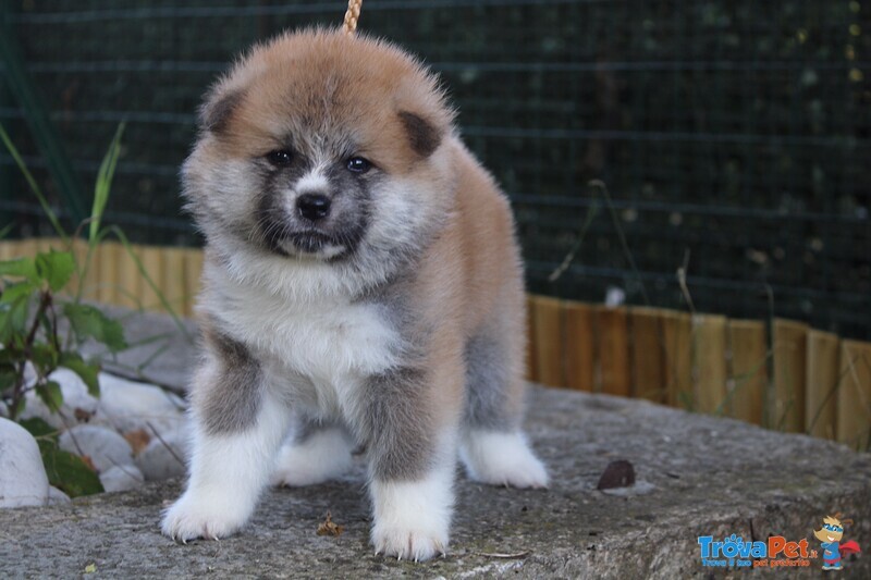 Cuccioli di Akita - Foto n. 3