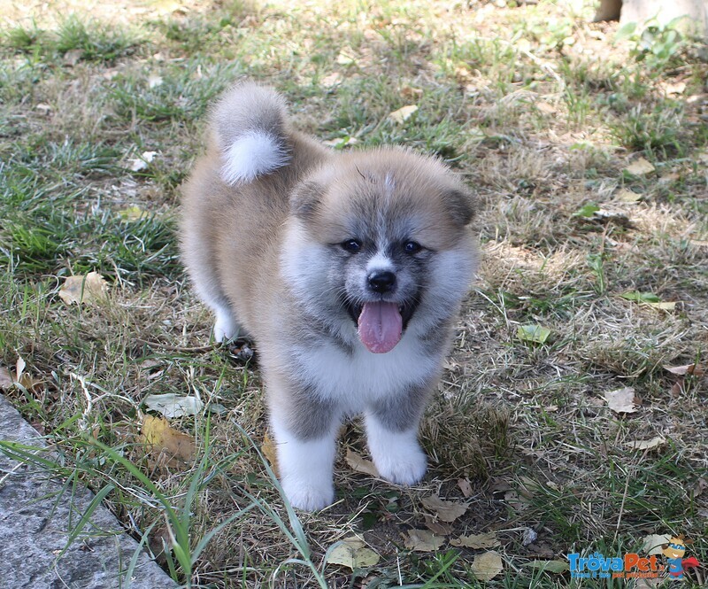 Cuccioli di Akita - Foto n. 4