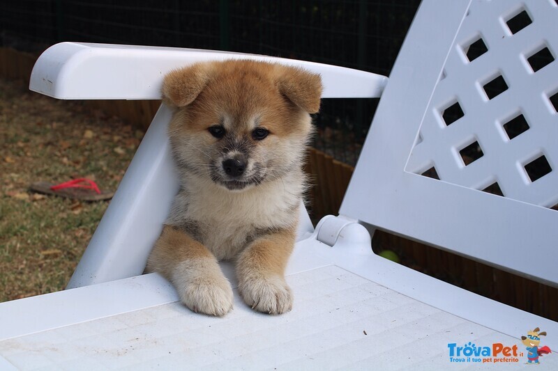 Cuccioli di Akita - Foto n. 7