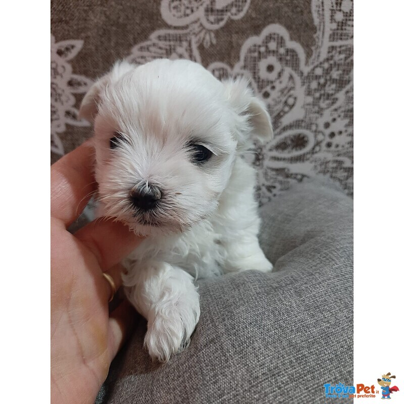 Cucciolo di Maltese - Foto n. 1