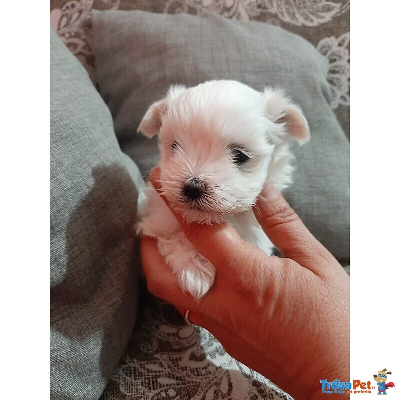 Cucciolo di Maltese - Foto n. 2