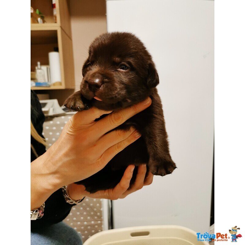 Bellissimi Cuccioli di Labrador Chocolate e Miele - Foto n. 1