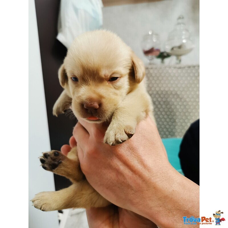 Bellissimi Cuccioli di Labrador Chocolate e Miele - Foto n. 2