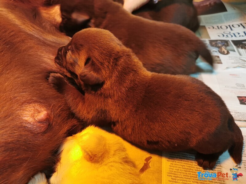 Bellissimi Cuccioli di Labrador Chocolate e Miele - Foto n. 5