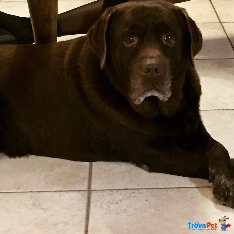 Bellissimi Cuccioli di Labrador Chocolate e Miele - Foto n. 7