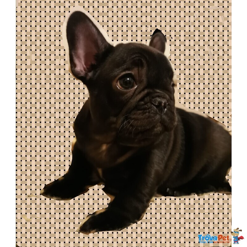 Cucciolo Maschio di Bouledogue Francese - Foto n. 2