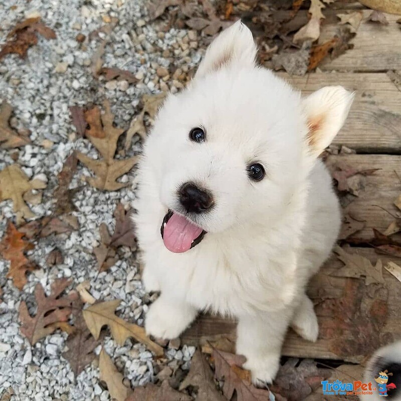 Bellissimi Cuccioli di Pomsky - Foto n. 1