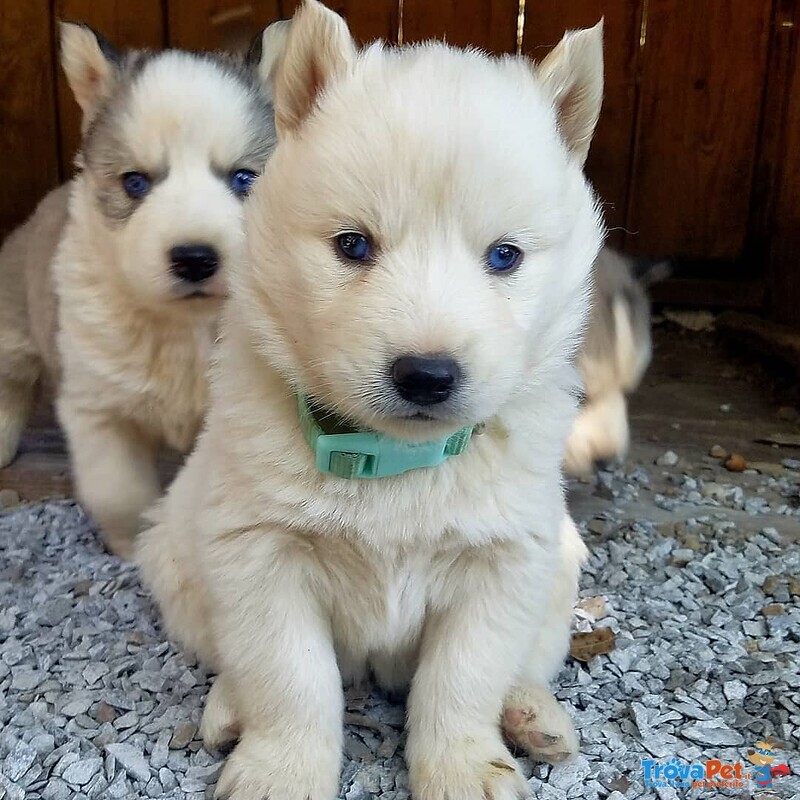 Bellissimi Cuccioli di Pomsky - Foto n. 2