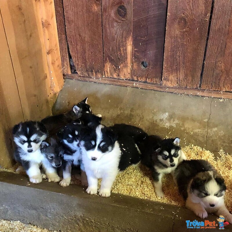 Disponibile Cucciolo Maschio di Pomsky - Foto n. 2