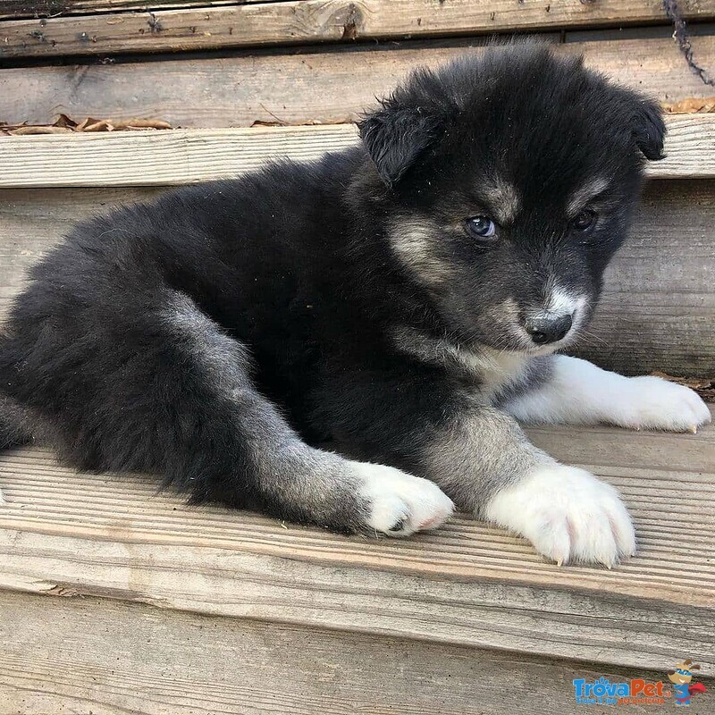 Disponibile Cucciolo Maschio di Pomsky - Foto n. 3