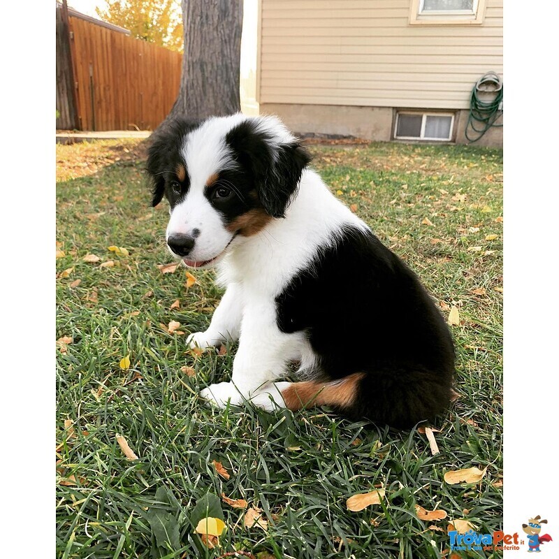 Cuccioli di Pastore Australiano - Foto n. 1