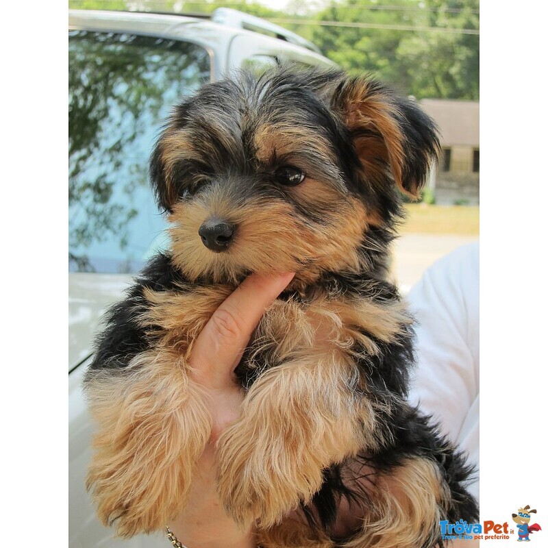 Belllissimi Cuccioli di Yorkshire Terrier - Foto n. 1