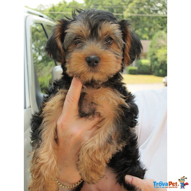 Belllissimi Cuccioli di Yorkshire Terrier - Foto n. 2