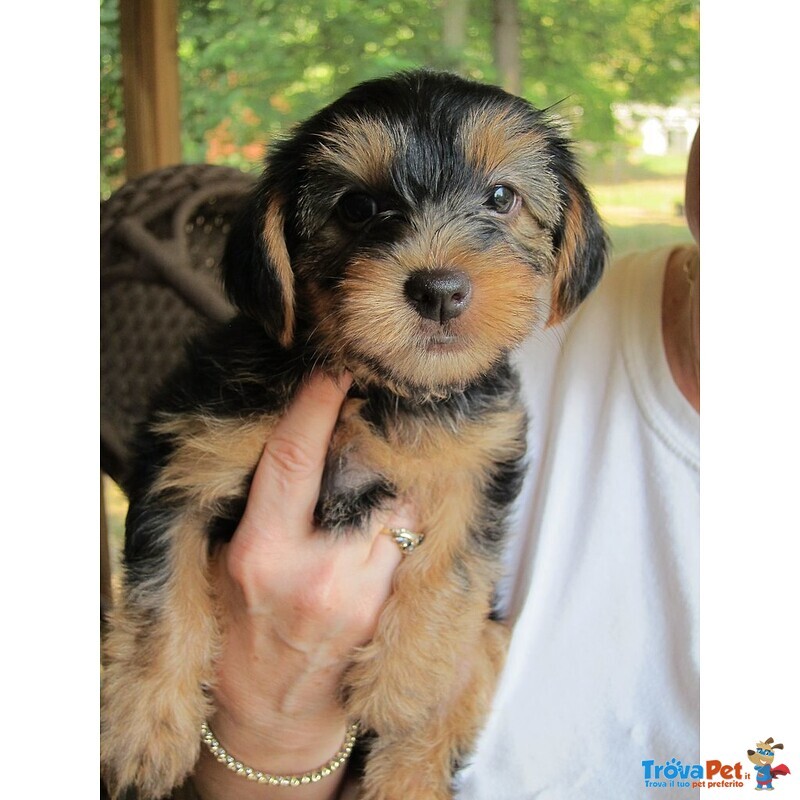 Belllissimi Cuccioli di Yorkshire Terrier - Foto n. 3