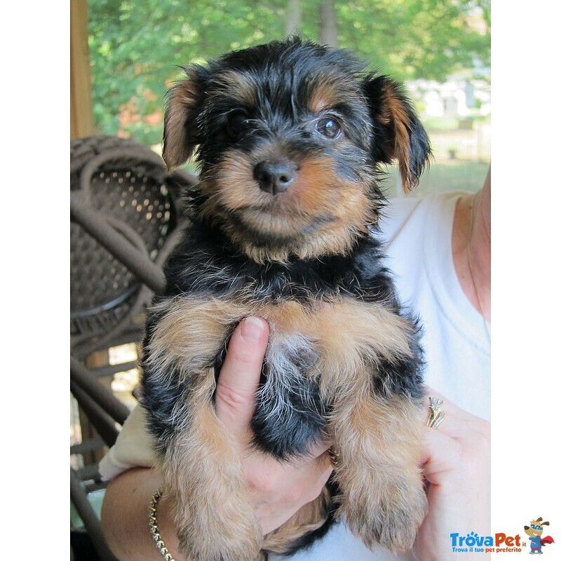 Belllissimi Cuccioli di Yorkshire Terrier - Foto n. 4