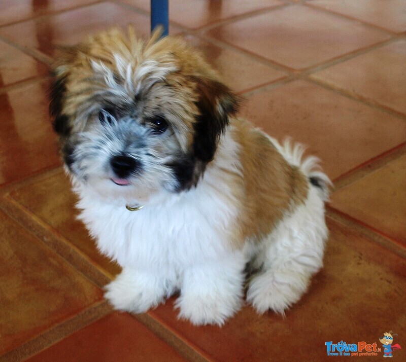 Belllissimi Cuccioli di Coton de Tuléar - Foto n. 3