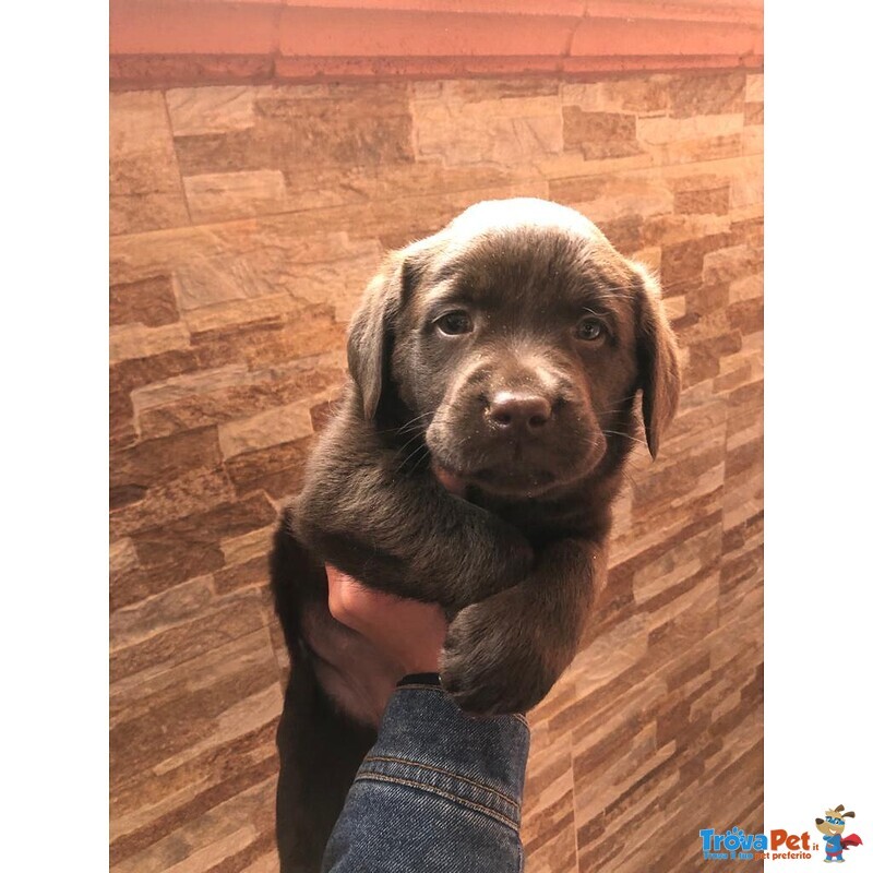 Cuccioli Labrador Retriever con Pedigree Enci - Foto n. 5