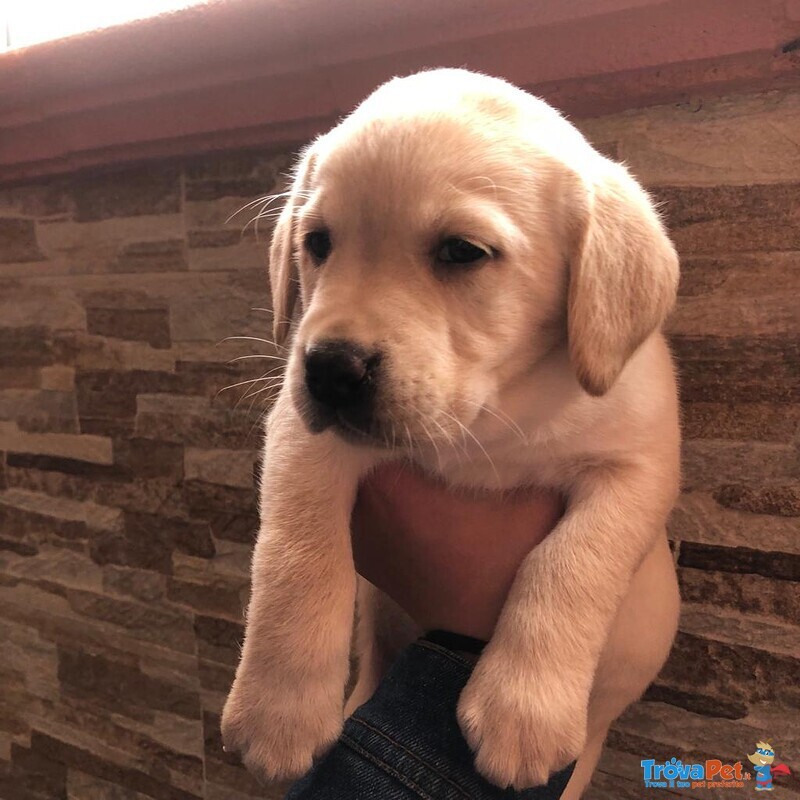 Cuccioli Labrador Retriever con Pedigree Enci - Foto n. 6