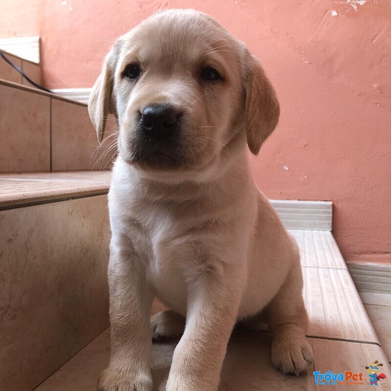 Cuccioli Labrador Retriever con Pedigree Enci - Foto n. 7