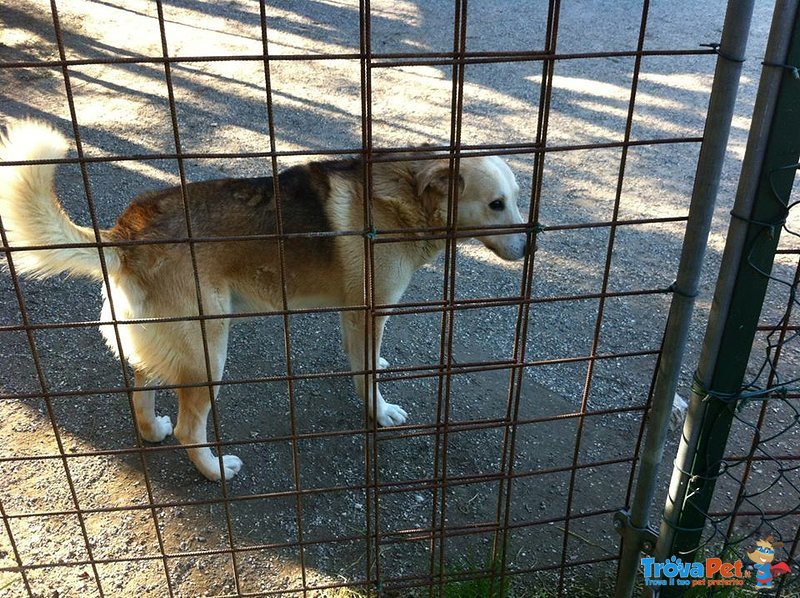 Yuri, una vita in Gabbia - Foto n. 1