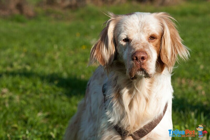 Poldo, Sfruttato per 7 anni per la Caccia, e poi Sbattuto in Canile : Cerca Casa! - Foto n. 3