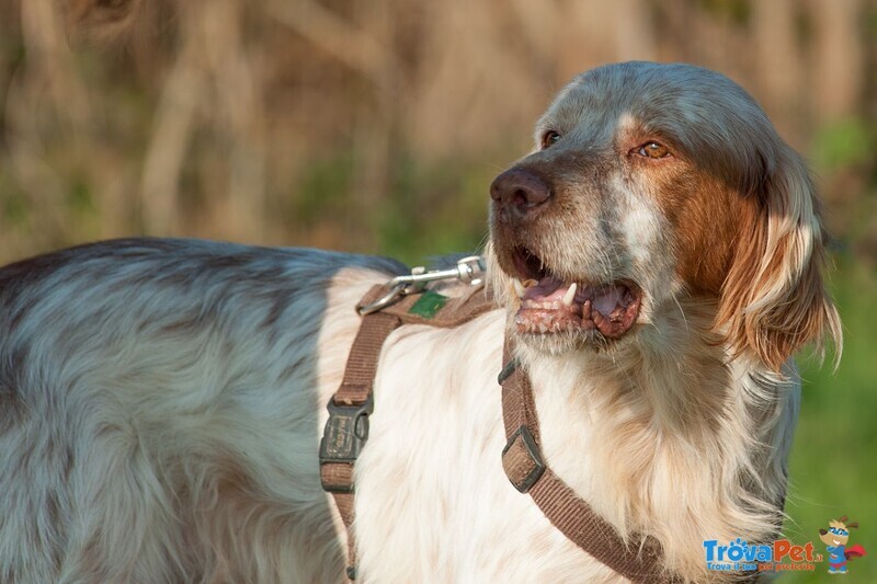 Poldo, Sfruttato per 7 anni per la Caccia, e poi Sbattuto in Canile : Cerca Casa! - Foto n. 4